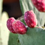Плоды Opuntia robusta @Kurt Buzard