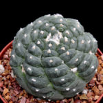 Astrophytum asterias cv kikko @Cactus Star