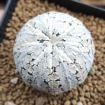 Astrophytum asterias 'Super Snow' @sabaijaicactus
