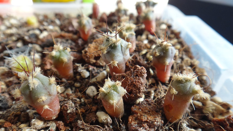 Сеянцы Echinocactus platyacanthus (возраст 6 месяцев) @Armen Tsirunyan