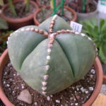 Astrophytum myriostigma @ASAC cactus