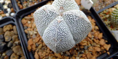 Astrophytum myriostigma cv Onzuka @_Biess