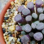 Frithia pulchra violet form @cowaplants