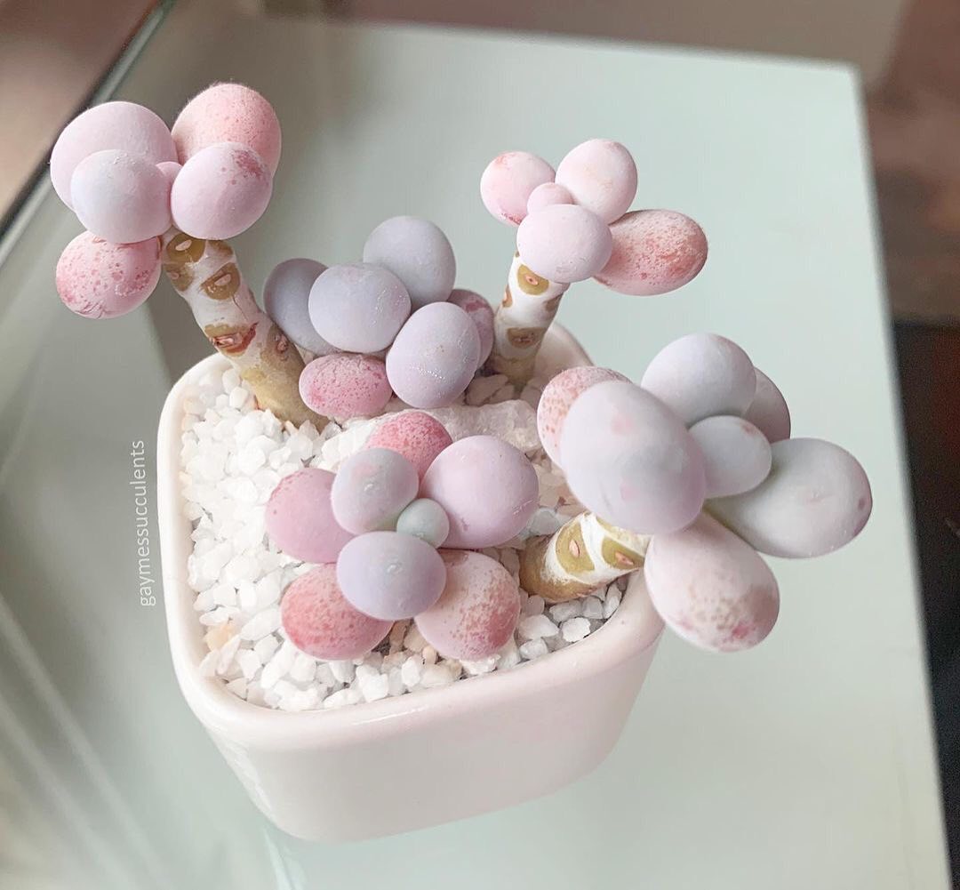 Пахифитум яйценосный @gaymessucculents, Instagram