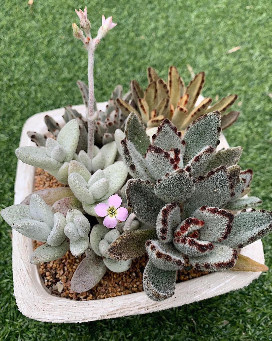 Композиция из каланхоэ @love.dong.succulents, Instagram