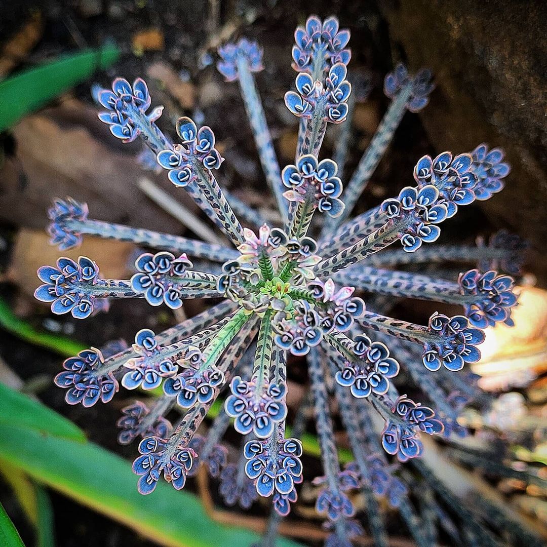 Каланхоэ трубкоцветное @ assdrian10, Instagram