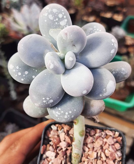 Pachyphytum oviferum @mandalas_naturales, Instagram