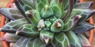 Pachyphytum compactum @ finnsplants, Instagram