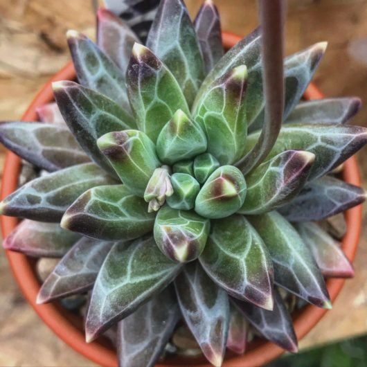 Pachyphytum compactum @ finnsplants, Instagram