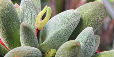 Crassula tecta @Ben Caledonia