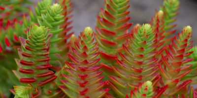 Crassula capitella @Eric Hunt