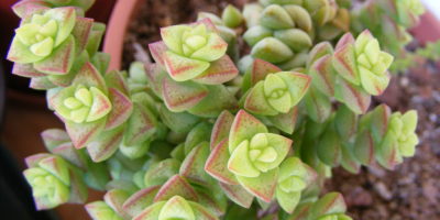 Crassula rupestris @Banu