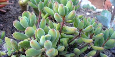 Crassula rogersii @ZephyC