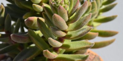 Crassula ausensis ssp. ausensis @ecos de pedra | jorge moura