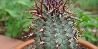 Euphorbia stellispina @Daniel