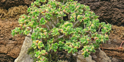 Аихризон Бетанкура (A. tortuosum subsp. bethencourtianum) @Stefan Neuwirth