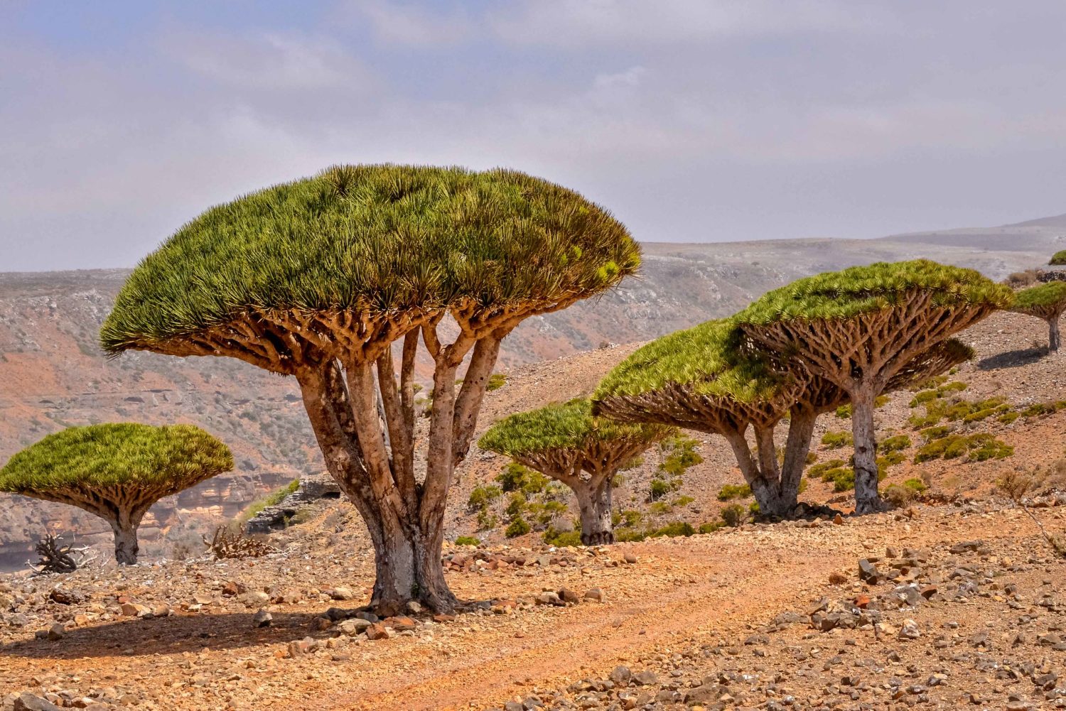 Драцены Киноварно Красные Остров Сокотра Йемен