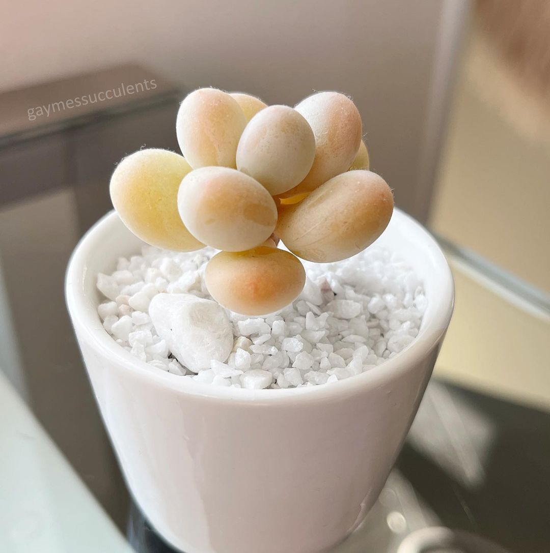 Пахифитум яйценосный @gaymessucculents, Instagram