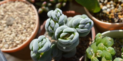 Crassula alstonii @Miisabo Succulent