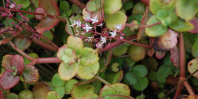 Crassula multicava @Avis Boutel