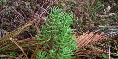 Crassula tetragona subsp robusta @Flora & Fauna of the Mid North Coast of NSW