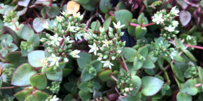 Crassula pellucida marginalis @laredawg