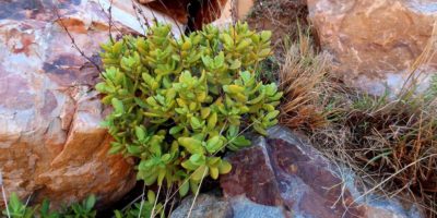 Crassula cultrata @outramps-tanniedi, Wikimedia