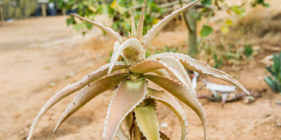 Aloe fibrosa @Russell Scott