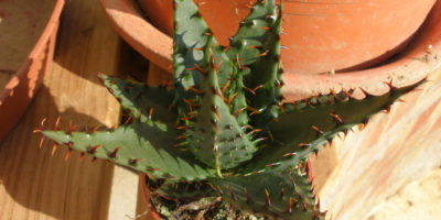 Aloe broomii var. tarkaensis @Maribel P. Caquisani B.